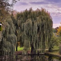 Тишина :: Sergey Grim