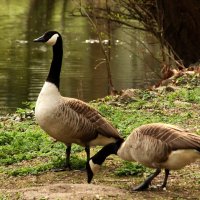 Прогулка :: Юрий. Шмаков