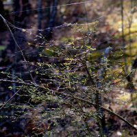 природа начала апреля 1 :: Александр Прокудин природа начала апреля 1 :: Александр Прокудин