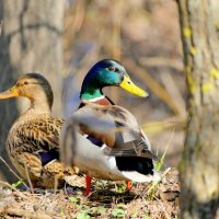 природа начала апреля 3 :: Александр Прокудин