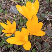 Крокус :: Сапсан 