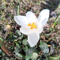 Крокус :: Сапсан 