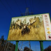 Других лосей в Лосином острове вижу реже :-) :: Андрей Лукьянов
