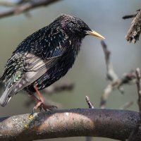 **** :: Владимир Безбородов