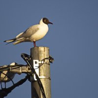 Смотрящая :: Владимир Зырянов Смотрящая :: Владимир Зырянов