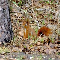 В летнем наряде :: Фёдор Меркурьев В летнем наряде :: Фёдор Меркурьев