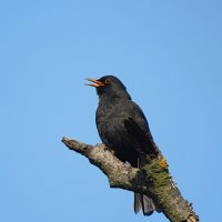 Чёрный дрозд :: Лина Чёрный дрозд :: Лина