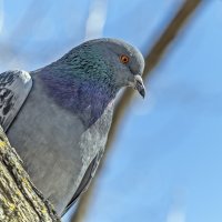 Позирует :: Валерий Иванович