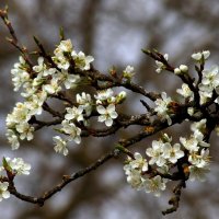 Слива цветёт :: Юрий. Шмаков