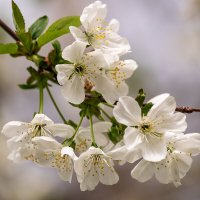 вишня :: Игорь Сикорский вишня :: Игорь Сикорский