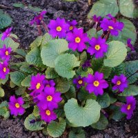 Примула :: Рита Симонова Примула :: Рита Симонова