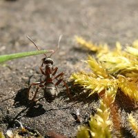 ------------ :: igor G. ------------ :: igor G.