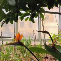 Стрелиция. :: Ольга 