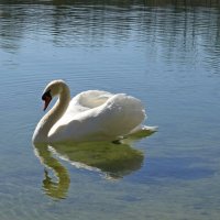 «Белые лебеди - птицы прекрасные!»:... :: Галина 
