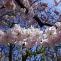 Сердце мое  там, в кипени вешних садов -  скорее туда!  Такахама Кёси... :: Галина 