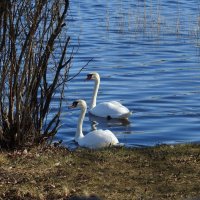 весна.лето :: ИННА ПОРОХОВА