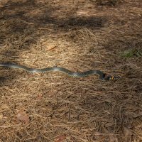 Про ужика. :: Михаил "Skipper" Про ужика. :: Михаил "Skipper"