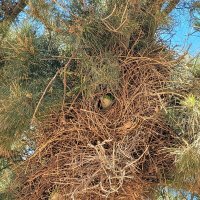 Домики попугаев :: Светлана Хращевская Домики попугаев :: Светлана Хращевская