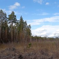 Весна :: Татьяна Тюменка Весна :: Татьяна Тюменка