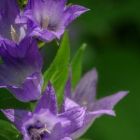 Краса лесов :: Наталья Rosenwasser