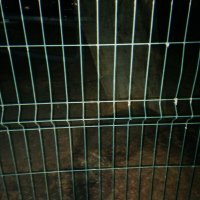 Мультиэкспозиция, питомец Миша за решёткой в школе. :: Игорь Солдаткин