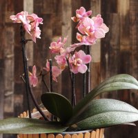 Орхидея на моем окне :: Irene Irene