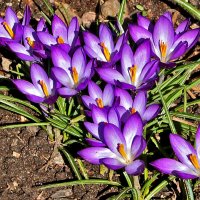 Апрель - время крокусов :: Светлана 