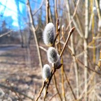 Ива :: Сапсан 