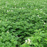 Картошка :: Валерий Судачок