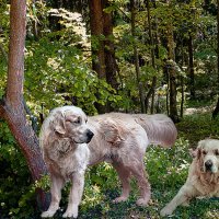 В лесопарке :: Владимир Кроливец