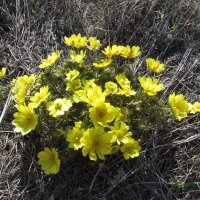 прекрасный адонис :: Елена Шаламова прекрасный адонис :: Елена Шаламова