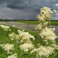 Таволга/лабазник :: Anna Ivanova