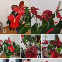 Антуриум цветёт у меня уже два года :: Светлана Хращевская