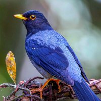 Лиловый дрозд :: Aleksey Afonin