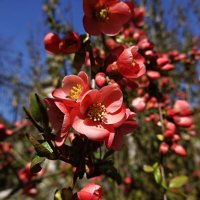 "Цветок айвы, красив, как мир,. Под стать лишь алому восходу!!.." :: Галина 