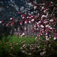 Апрель. :: Андрей. 