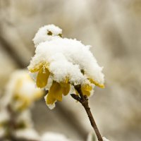 апрельский снег :: Владимир Зырянов апрельский снег :: Владимир Зырянов