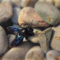 Пыльный Мух :: AZ east3