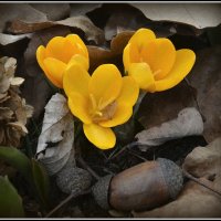 ВЕСНА ПРОСНУЛАСЬ :: Aleksandr Gal