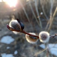 Скоро :: Павел Трунцев Скоро :: Павел Трунцев