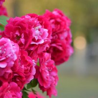 Цветущая роза :: Сергей М 