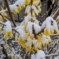 апрельская флора под снегом  3 :: Александр Прокудин