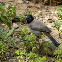 Бюльбюль желто-поясничный. :: Alexander Amromin