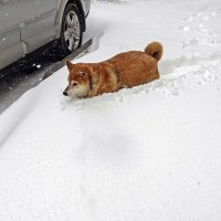 Полазить по сугробам в апреле :: Валерий Иванович