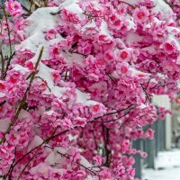 Апрельский этюд :: Валерий Иванович
