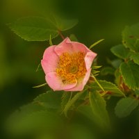 Шиповник :: Игорь Сикорский