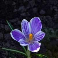 Крокус/апрель/311 квартал :: Евгений 