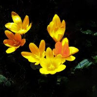 Цветёт шафран :: Евгений Цветёт шафран :: Евгений