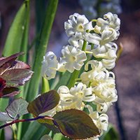 Гиацинт :: Андроник Александр Гиацинт :: Андроник Александр