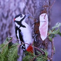 Дятел сала захотел :: Людмила Смородинская